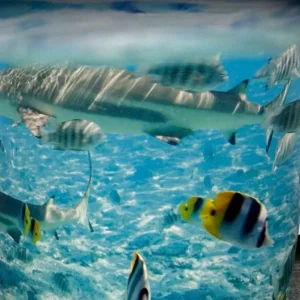 Dekorativer Pflanzentopf Bora Bora